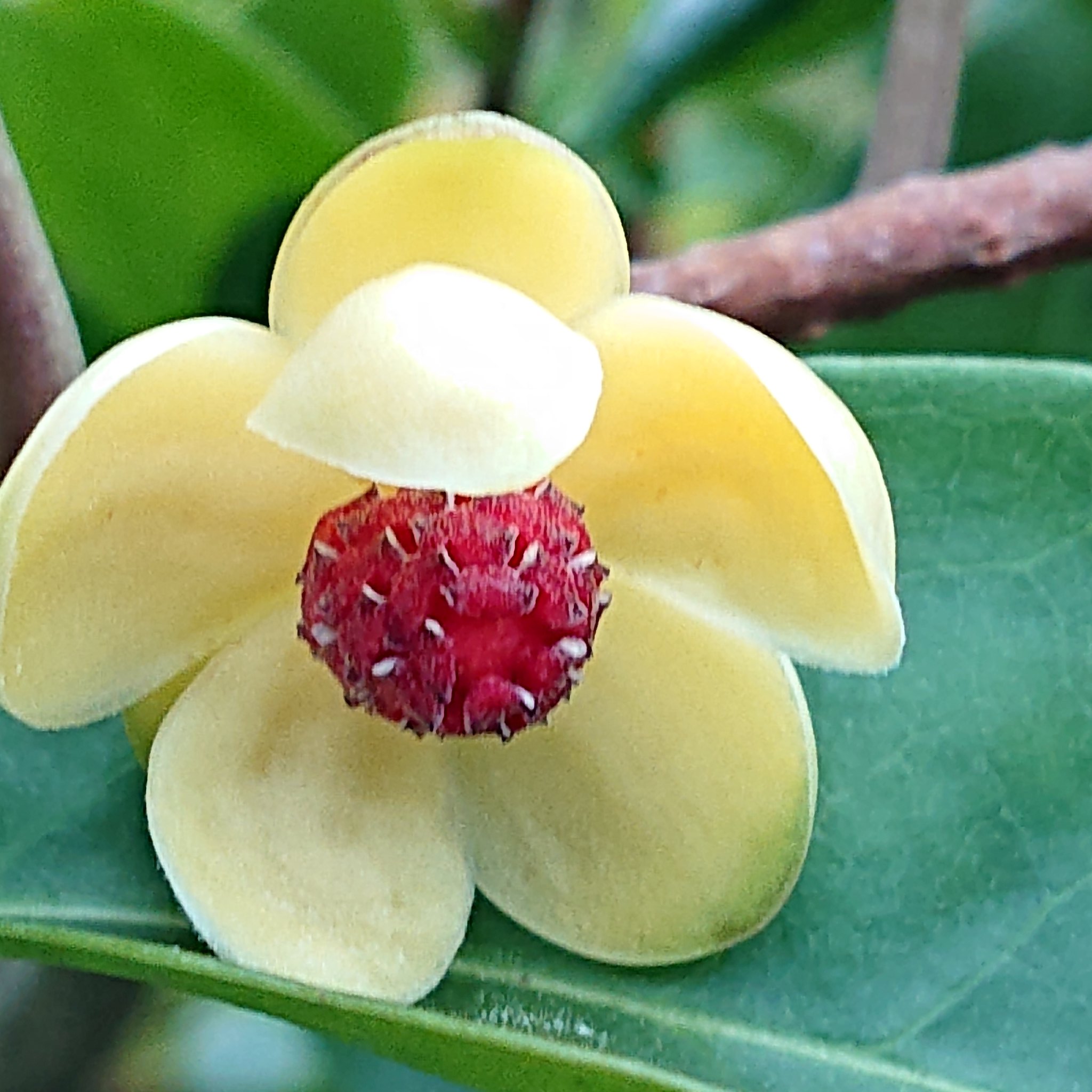 角免華子 サネカズラ ビナンカズラ の花が 咲いた T Co 2ksjrxyy0m Twitter