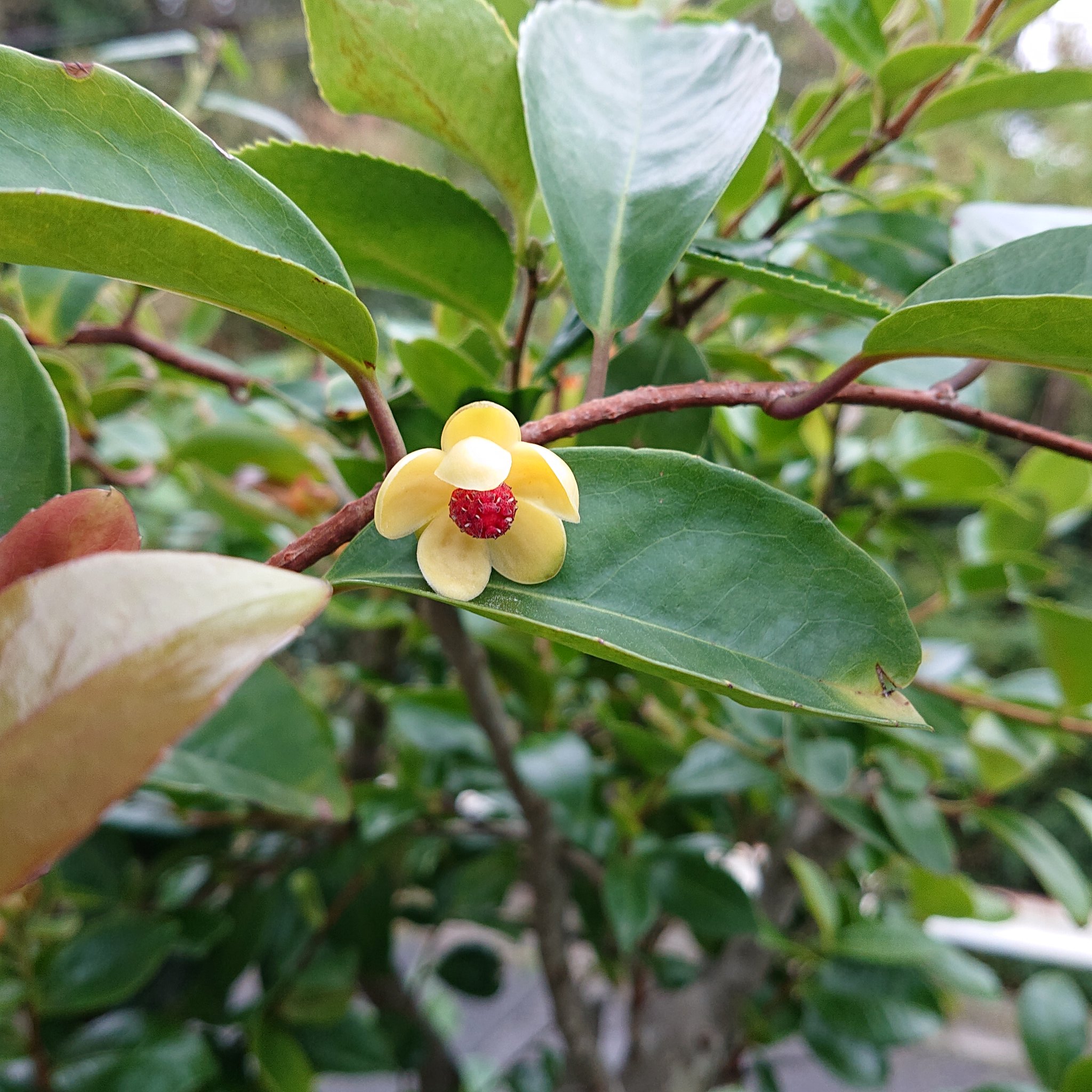 角免華子 サネカズラ ビナンカズラ の花が 咲いた T Co 2ksjrxyy0m Twitter