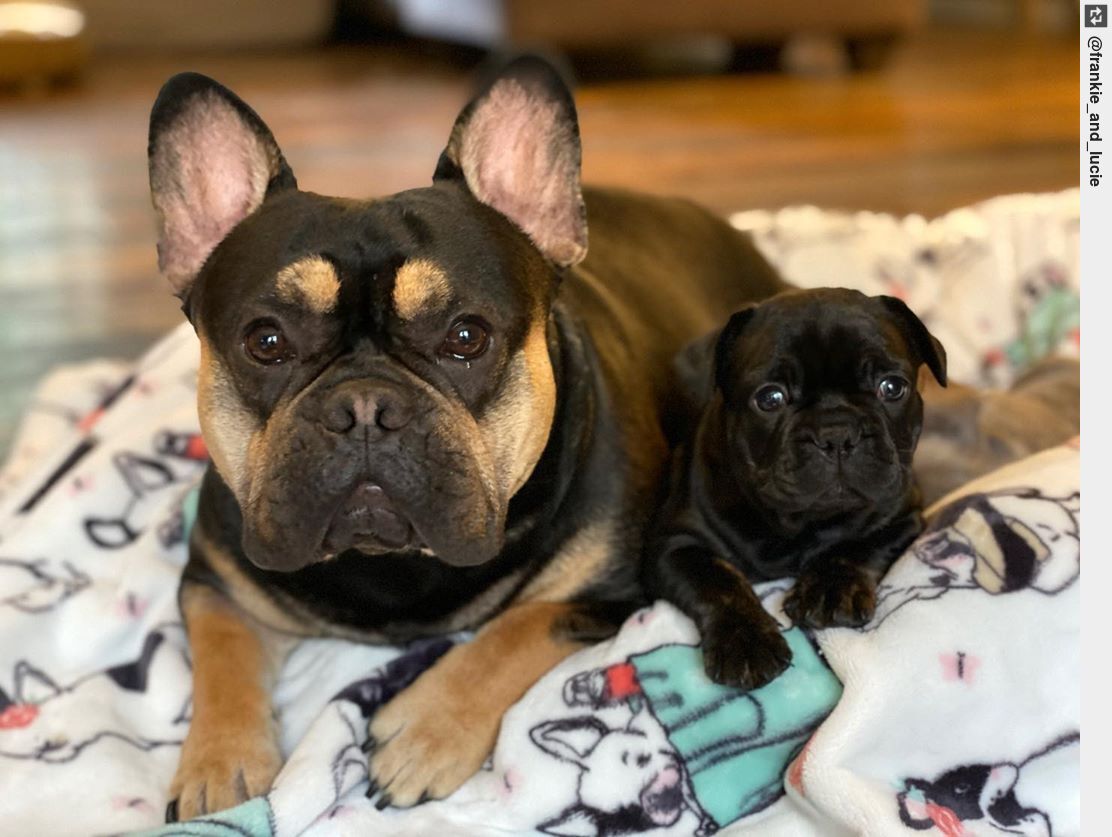 This guy absolutely loves his little girls #daddysgirls #dadlife #daddydaughtertime #ingloriousdogs #frenchie #frenchbulldog