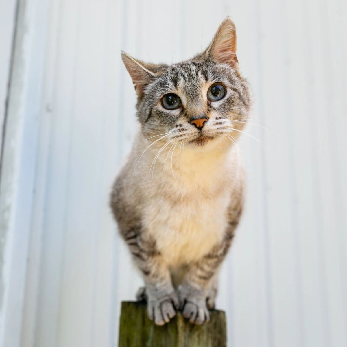 Phelps Veterinary Hospital tweet media