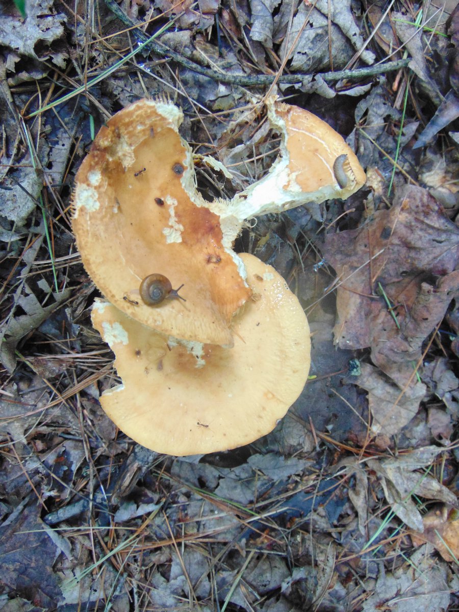 The 15th rule of the Mushroom Cult is to go in the woods and take pictures of mushrooms.