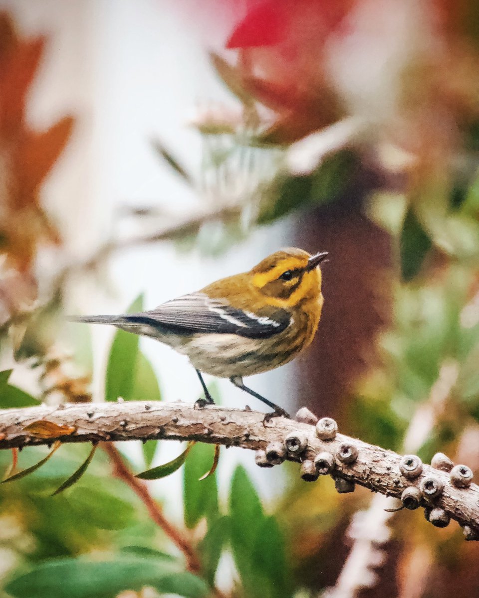 Finally was able to capture this sweet little guy! 💛🌿🌺