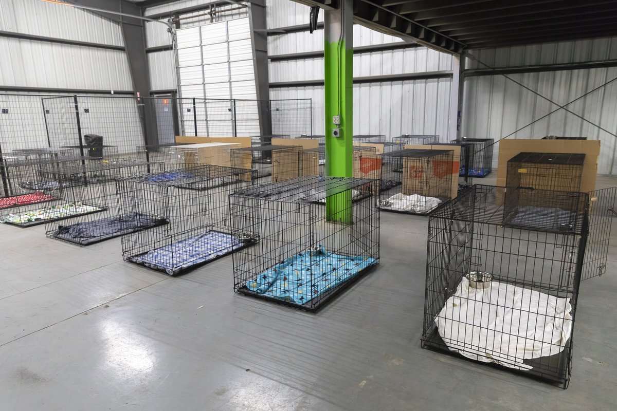 ifawglobal's tweet image. IFAW, alongside with @NVADG, has set up a second shelter for evacuated and rescued pets from the #NorthComplexFire. We have already received our first dog, with more animals arriving today from search and rescue teams.