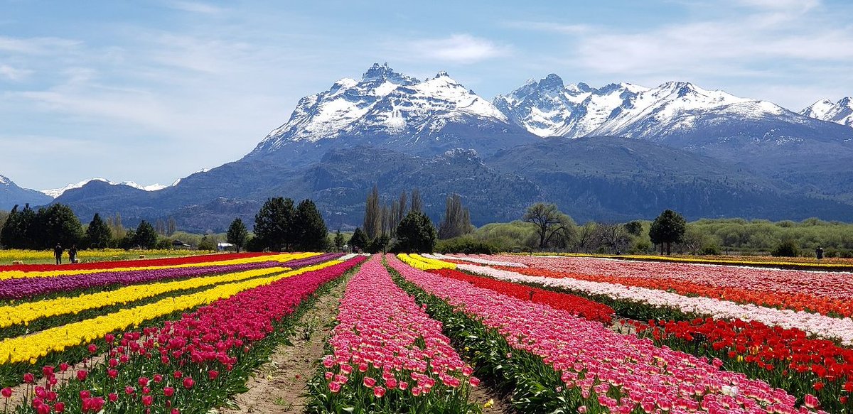 TravelArg2's tweet image. 🇦🇷 Campo de tulipanes, Trevelin. 🇦🇷

Provincia de Chubut.

#Argentina #Travel #travelphotography