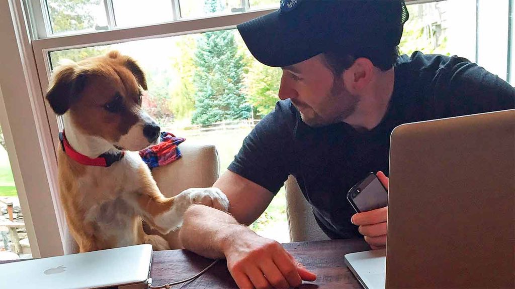 _MarDlc_'s tweet image. Chris Evans en tendencia simplemente por ser una muy buena persona y el mejor vengador ✨