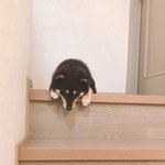 2階にある娘さんの部屋に入れず、1階にも降りれない!お悩み犬の結末はいかに!