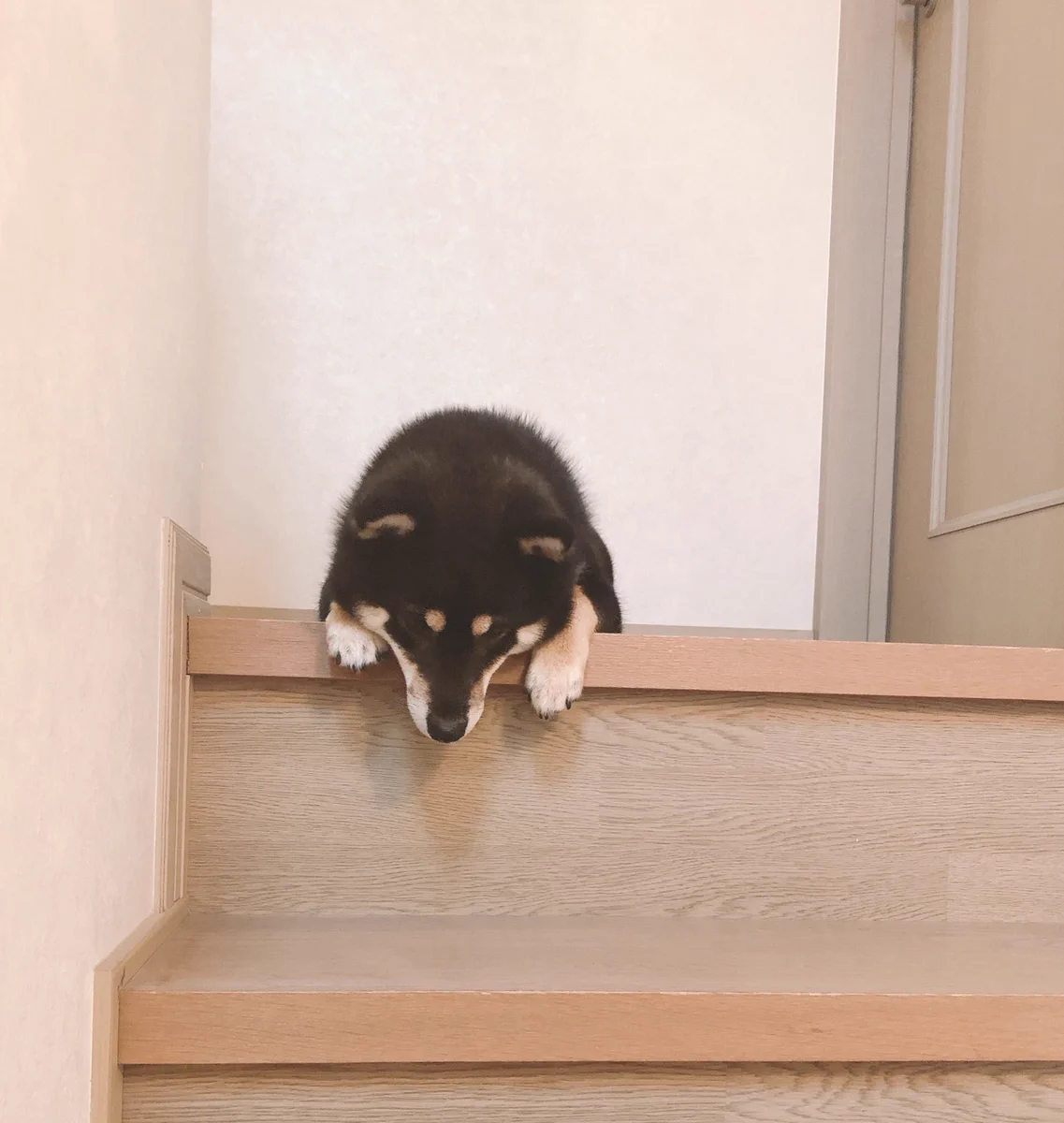 2階にある娘さんの部屋に入れず、1階にも降りれない！お悩み犬の結末はいかに！！