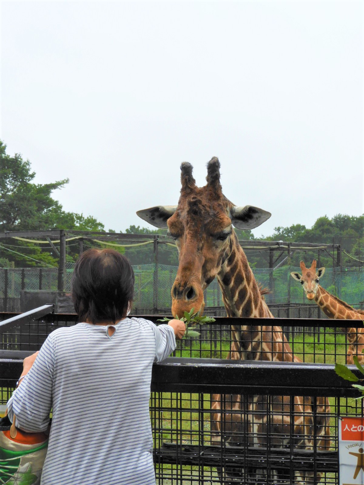 Twitter 上的 那須サファリパーク おはようございます 昨日に引き続き キリンの ハルミ の誕生日イベントを行います 9 10に24才の 誕生日を迎えたハルミを一緒にお祝いしましょう 時間 13時30分から 場所 キリンテラス 那須サファリパーク キリン
