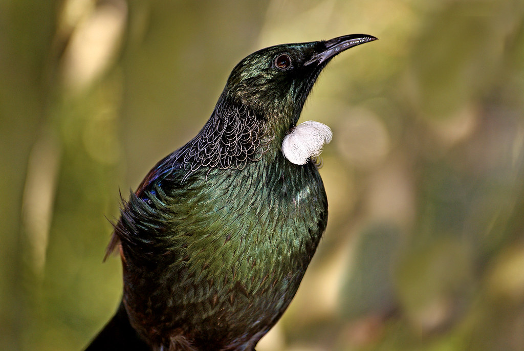 PromoteMyPageNZ's tweet photo. Hope your weekend is peaceful in #NZ #Tui https://t.co/BLwWf0Ra98