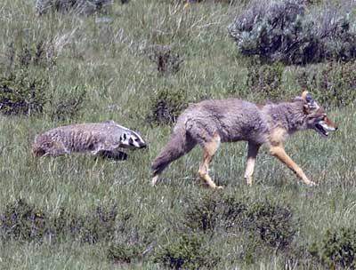 LupeyLady's tweet photo. Why badgers don't badger coyotes: there are reports dating to the 1950's of co-operation, even companionship between the two species, equally matched for fighting, there is little competition between them and they often hunt small prey, like rats, together. 🦡🐺 https://t.co/sHrNlG54Lb