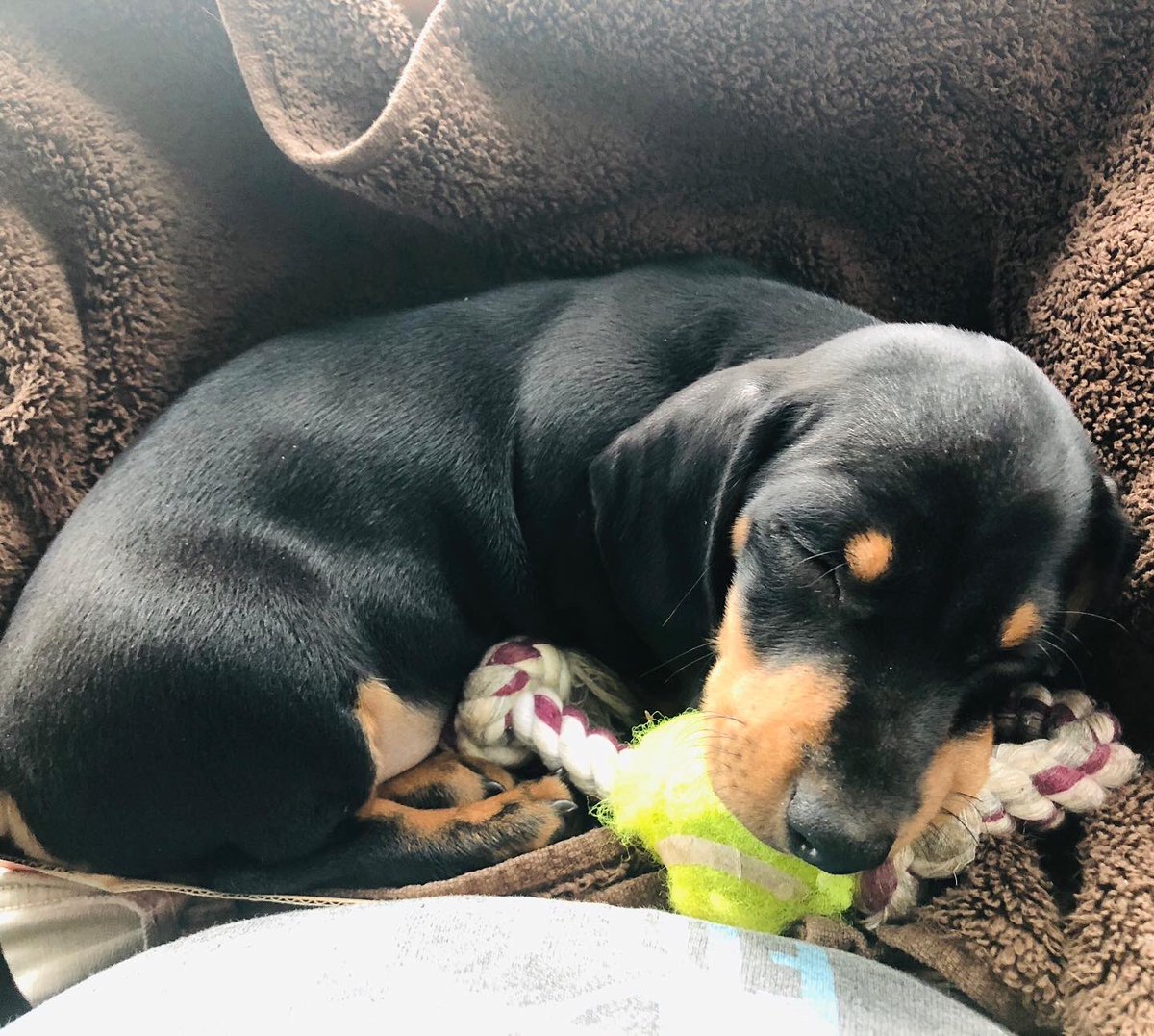 IrishThePen's tweet photo. My big boy came home for good today, Iโll never forget Day 1 #LilMajor
๐๐พ๐ก๐ด https://t.co/lAQtHlHqvj