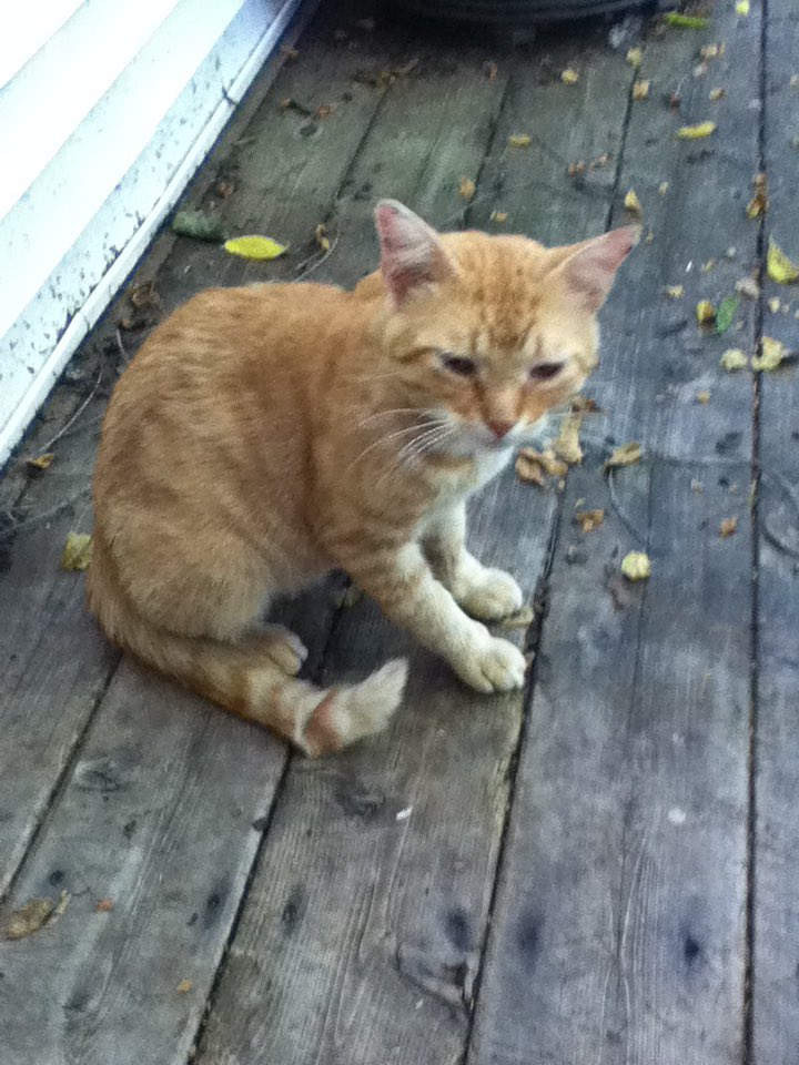 With no worries. And they can live long, healthy lives. With your FIV- cats. Please consider this when adopting another kitty. They deserve love, too! 