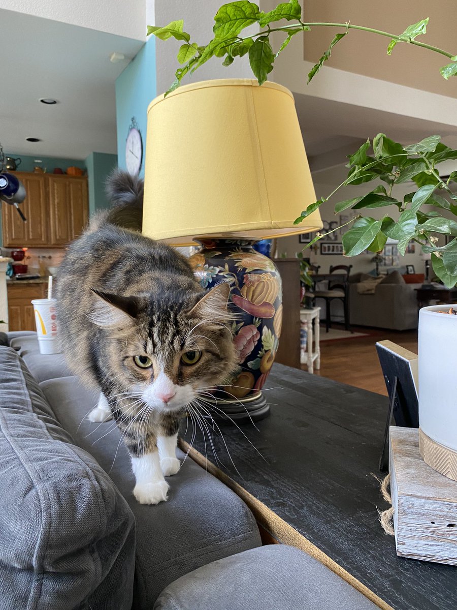 sheriidunn's tweet photo. one wrong move and im dead, this is cookie she’s so cute. look at how fluffy her paws are... I bet she is so soft!!!! #soallergic https://t.co/FrHJnLCF48