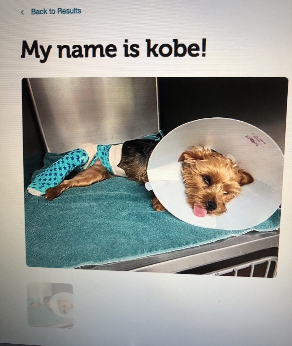 Angela_Powers45's tweet photo. Why did they do this dog so dirty 😭 https://t.co/X2znstjyGS