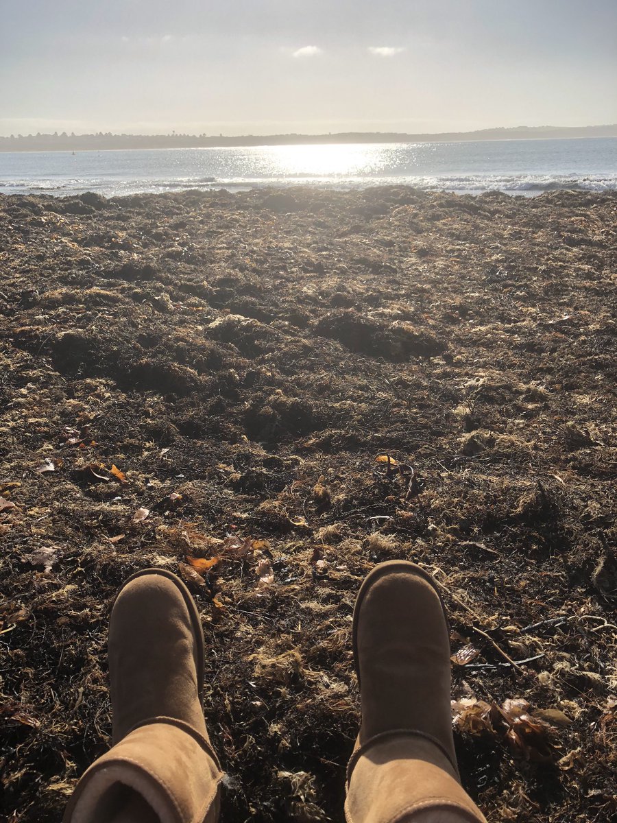 Bundogs's tweet photo. Beautiful morning for a dip but first the bacon sambo and coffee. I feel like I’m living my best bogan life 🤪 #poweredbybacon #kelpkreeper #springswimming https://t.co/vqgWJVuYD3