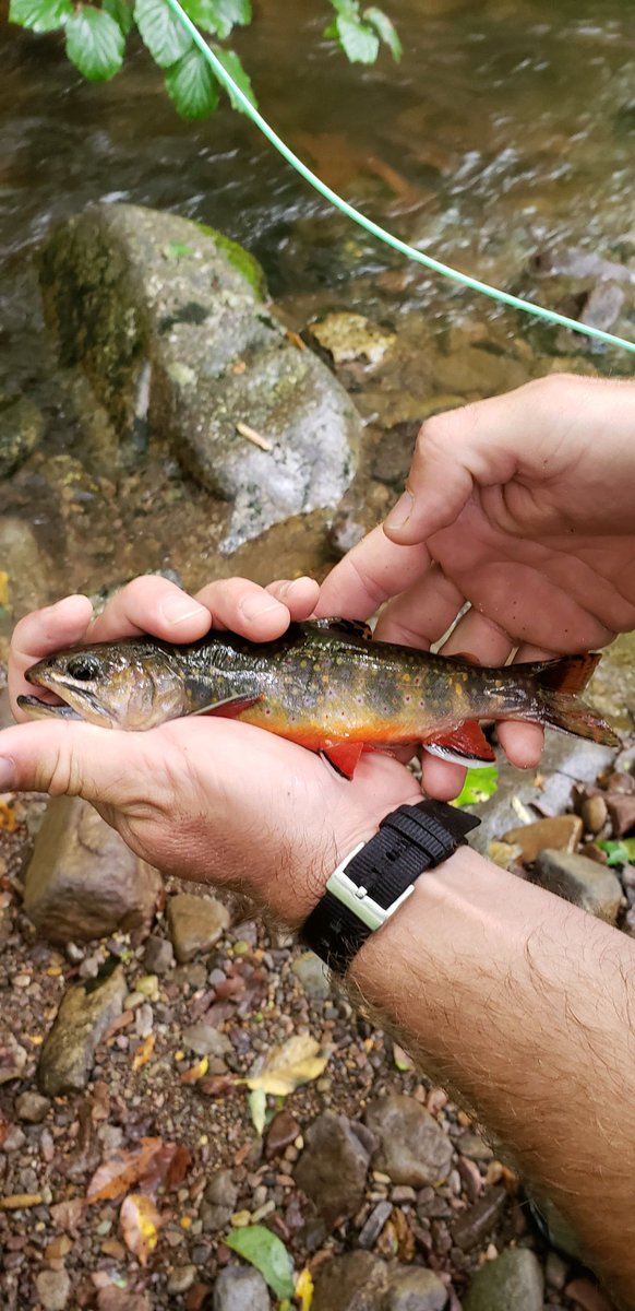 FeeldTrips's tweet photo. Another day with 🔥🔥🔥 on the mountain! #wildtrout #troutfishing #swva #virginiaoutdoors https://t.co/h4gyB12nqh