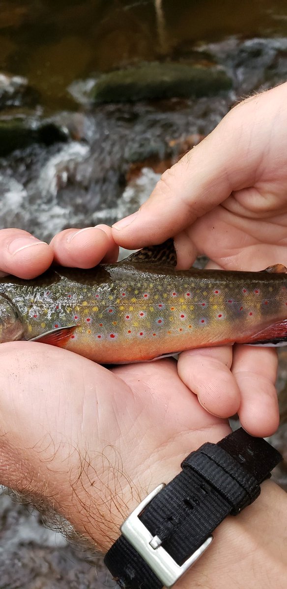 FeeldTrips's tweet photo. Another day with 🔥🔥🔥 on the mountain! #wildtrout #troutfishing #swva #virginiaoutdoors https://t.co/h4gyB12nqh