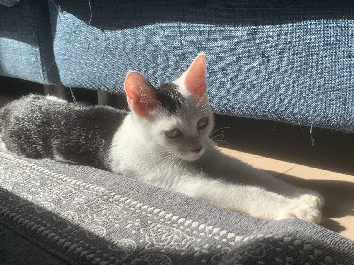 梨蘭 募集 ビルス様 猫 がコードの噛み癖がひどくて 現在生後4ヶ月の男の子 他の猫達はみんなコードの噛み癖はなかったので 対策がなにもできてなかったから今すごい慌ててます どなたか猫飼いさん これで解決したよってあったら知恵を分けて