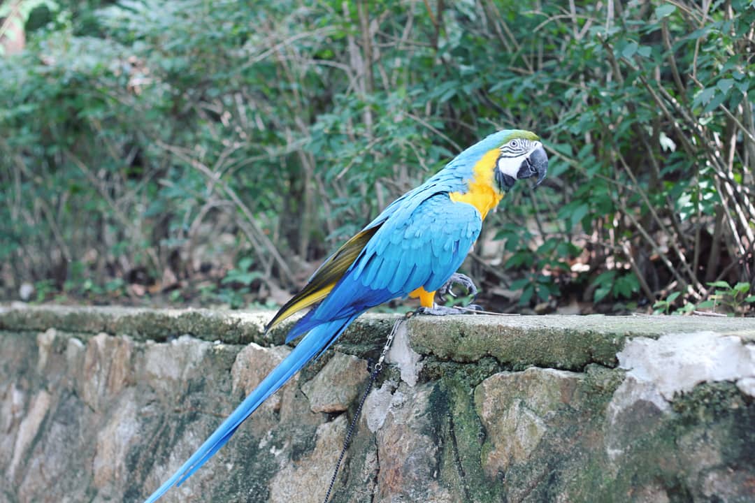 컵이💕
영어로 하면 설마 cup..??

#앵무새 #청금강 #parrot #macaw
