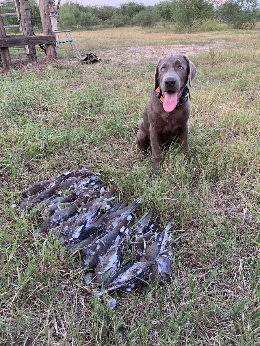 It was a day of firsts for this pup. First day around shotguns. First dove hunt. He retrieved every single one of these birds with little to no help! Oh &amp; hes 4 months old! #silverlab #doveseason2020 #firsthunt #birddog #silverlabrador #birddogtraining