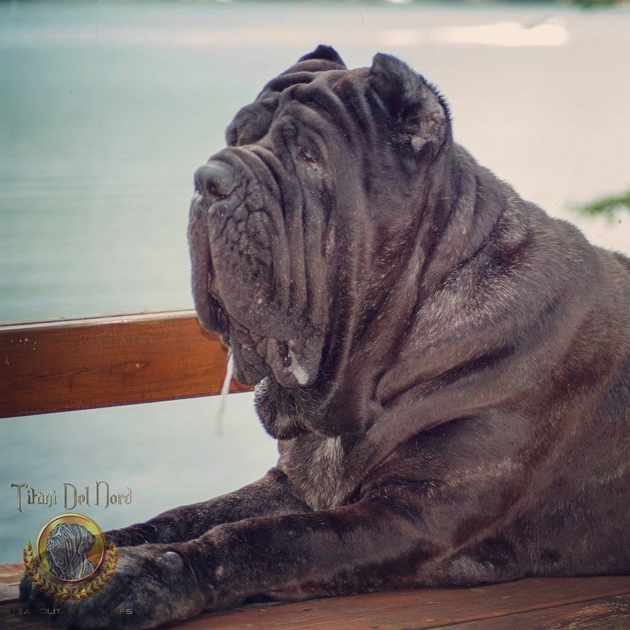 Ness - I swear she isn’t always drooling 

#neapolitanmastiff #drool #harrypotterdog #titanidelnord #blackbeauty #bigdogs #neo #neapolitanmastiffsworldwide #dogbreeder instagr.am/p/CFDyqxOBFcJ/