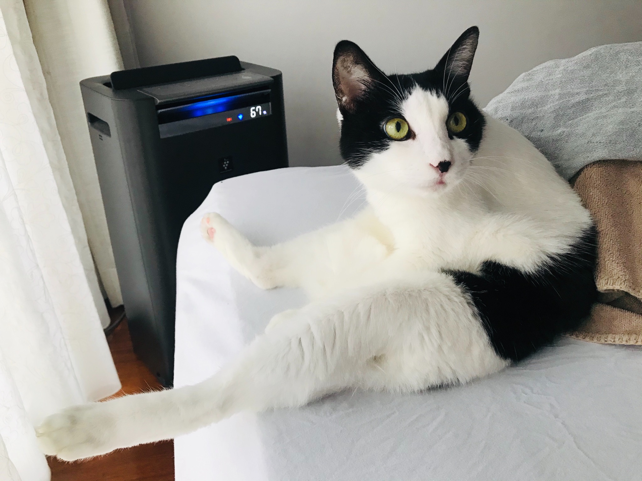 ぶち猫 オハヨウ 足の長い猫 そうでもない T Co Shkozodwo8 Twitter