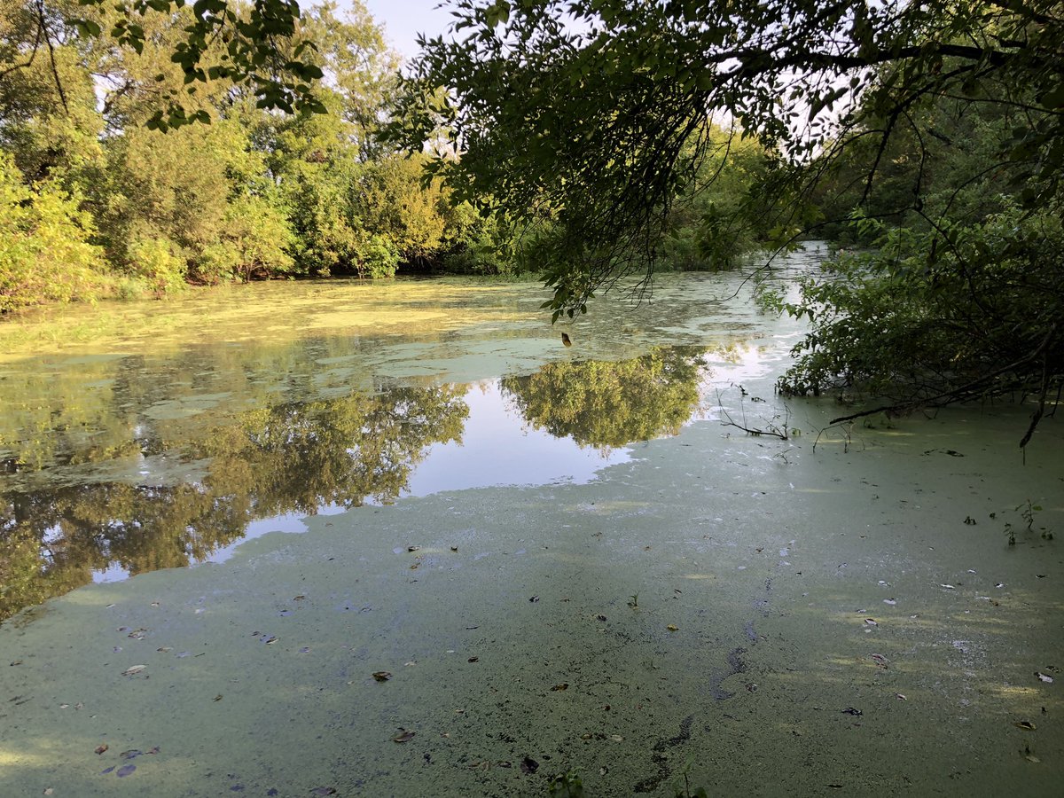 jcar's tweet photo. Early Teal in North Texas...all flyovers this morning but they are out there. https://t.co/hnckJvGKDG