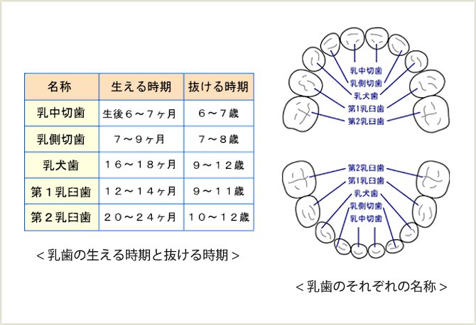 すざく くいず On Twitter 乳歯は20本 内側から乳中切歯 乳側切歯 乳犬歯 第1乳臼歯 第2乳臼歯と並んでおり 歯式では順にabcdeと記載する