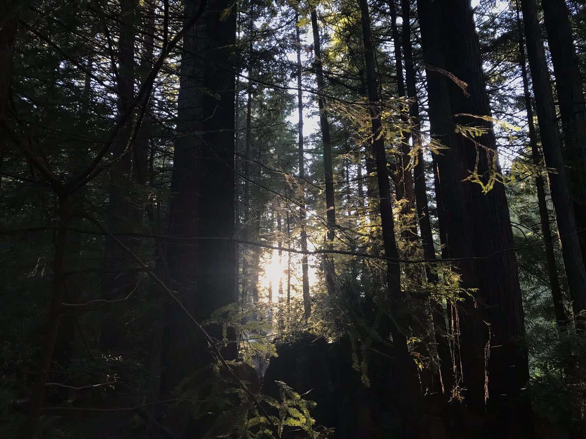 elastic_fiction's tweet photo. I just don’t know what to say about the obliterating inferno so for now - a glow of hope from the trees, viewed from my campsite in Bend, #Oregon 2019. One of the most enrapturing parts of the world I’ve ever been to. 🌿🌳🌲 #morethanhumannature #willprevail #anthropocene https://t.co/VQNjsWT0fn