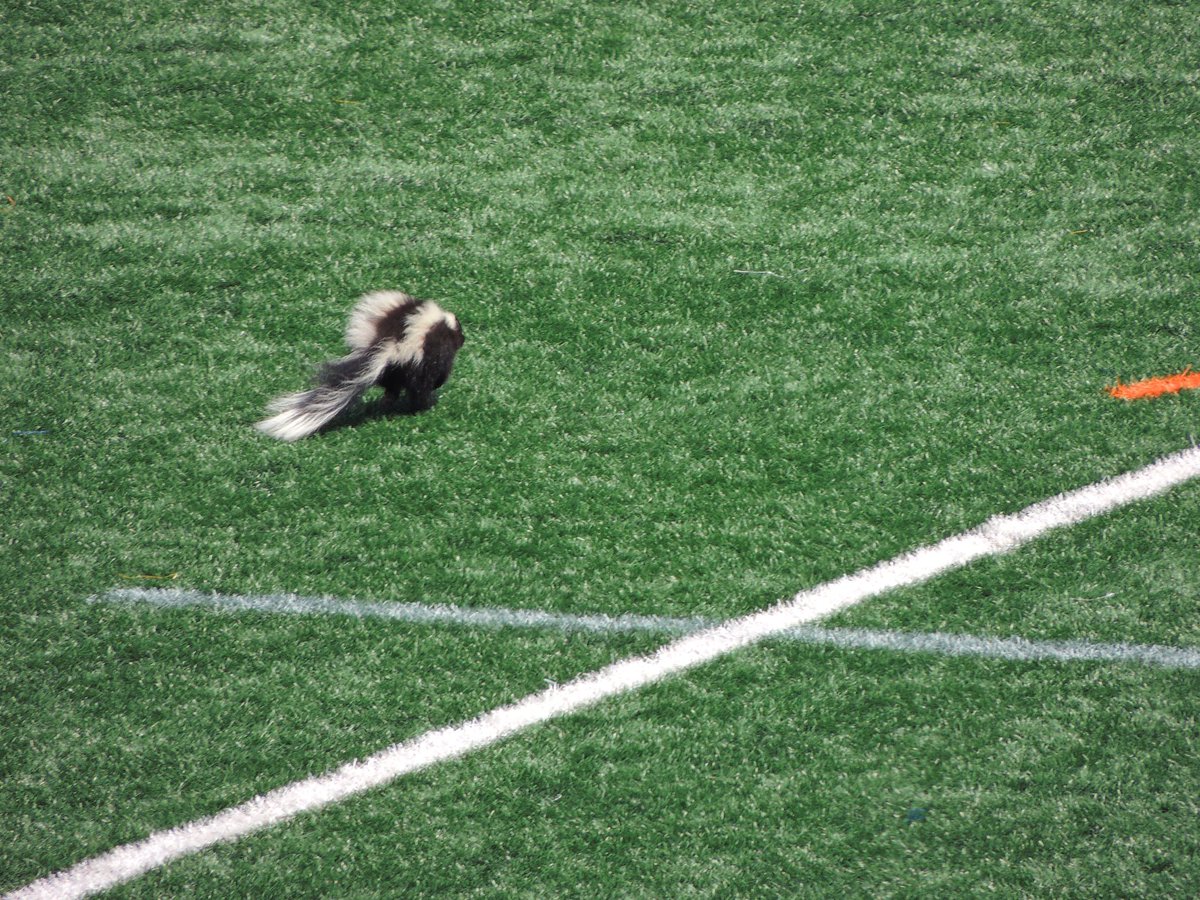 A big part of why we do is welcoming visitors to Lamport, even the random skunk who took to the field one day.  #WhyWeDoIt