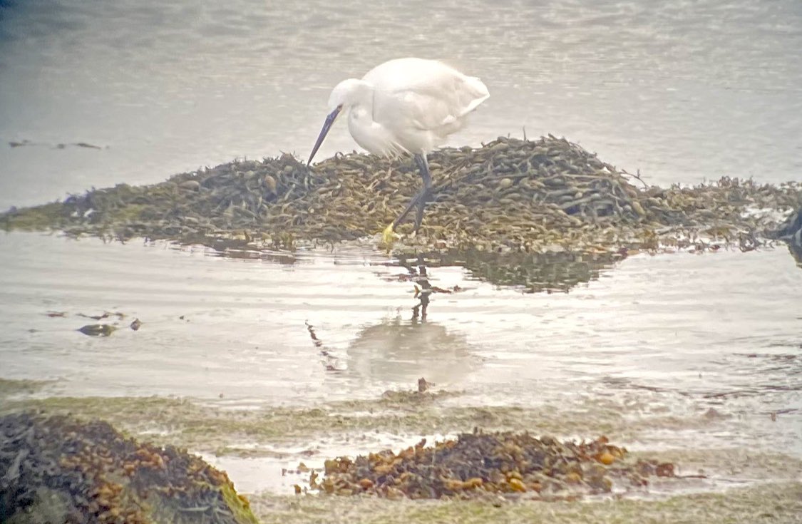 BTO_Down's tweet photo. It’s great to be back at Strangford Lough for the first WeBS count of the season. Still a bit terrifying that Autumn is here already! https://t.co/oWr6f7DWdK