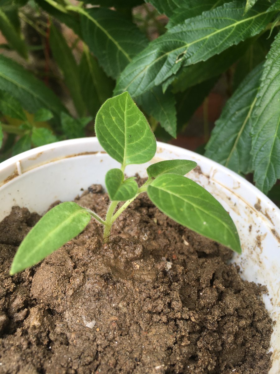 Setusweeta64's tweet photo. And I have just introduced this sapling in my Garden for the gem and micawber #SSR . Fulfilling his dreams by some small generous deeds are indeed blissing. No politics, nothing flagrant only pure love and ecology!Green heart #Plants4SSR @shwetasinghkirt @nilotpalm3 @sushantf3 https://t.co/sfZ2UV8slZ