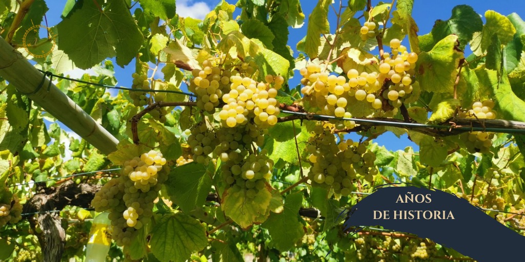 BodegaAnadigna's tweet photo. Continuamos con la vendimia de nuestras cepas centenarias. Años de historia que se concentran en racimos recogidos y seleccionados a mano. 

El valor de un siglo 🍇

#Anadigna #DORiasBaixas #Galicia #winelovers #felizdomingo https://t.co/bhcvjLYJnv