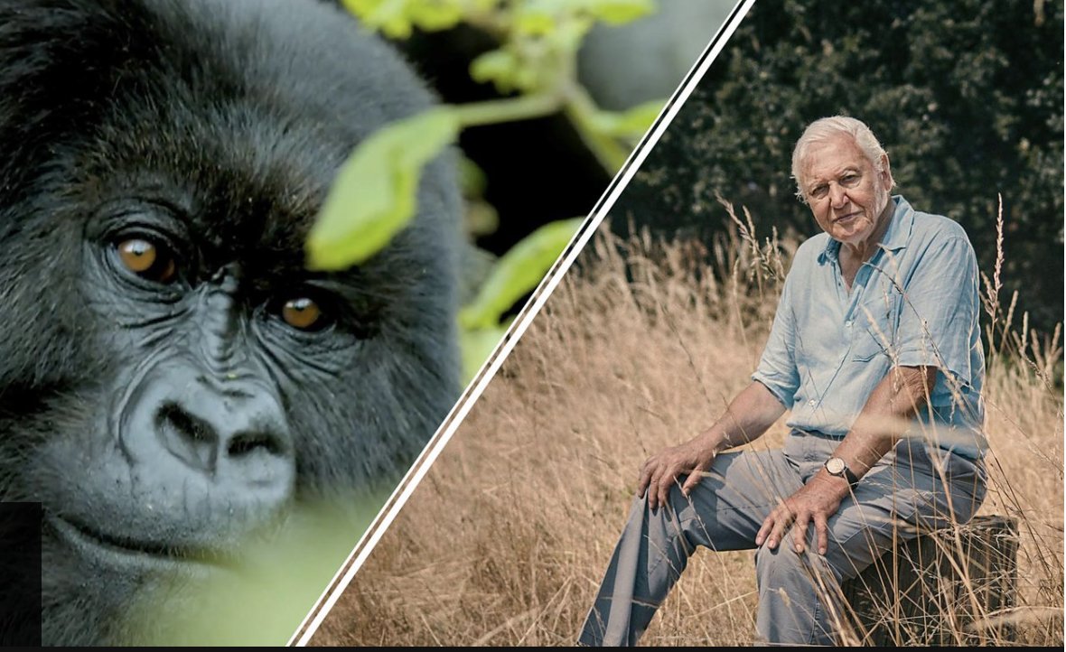 _gofullcircle's tweet photo. Sir David Attenborough makes stark warning about species extinction @BBCNews 

The one-hour film, Extinction: The Facts, will be broadcast on BBC One in the UK tonight at 8pm.

"We are facing a crisis", he warns at the start, "and one that has consequences for us all." https://t.co/sSqAbqpZCj