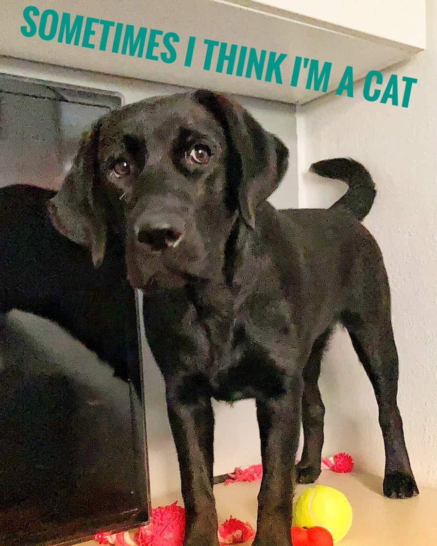 NoraBlackLabra1's tweet photo. #labrador #labradorretriever #blacklabrador #cat #dogs https://t.co/rU3MI6MDv2