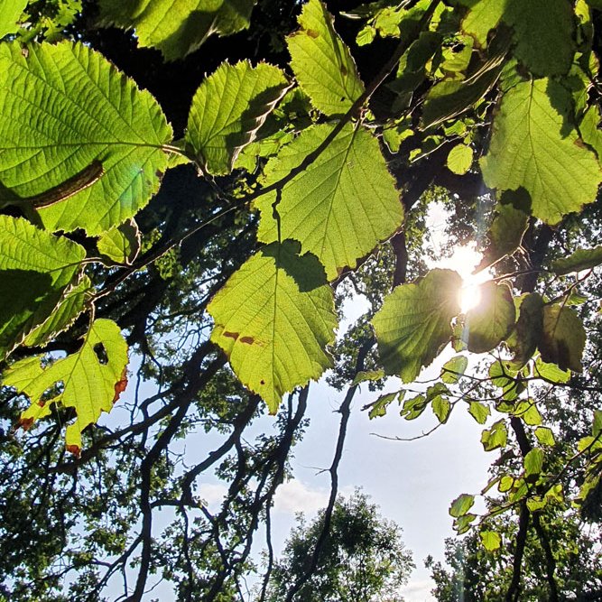 We open at 10am this morning (Sunday 13 Sept) Blue skies above the engine house ☀️ Come step into Wiltshire's industrial past, with wonderful walking to find #HiddenNature Websites for more information heritageopendays.org.uk/visiting/event… croftonbeamengines.org katrust.org.uk #HODs