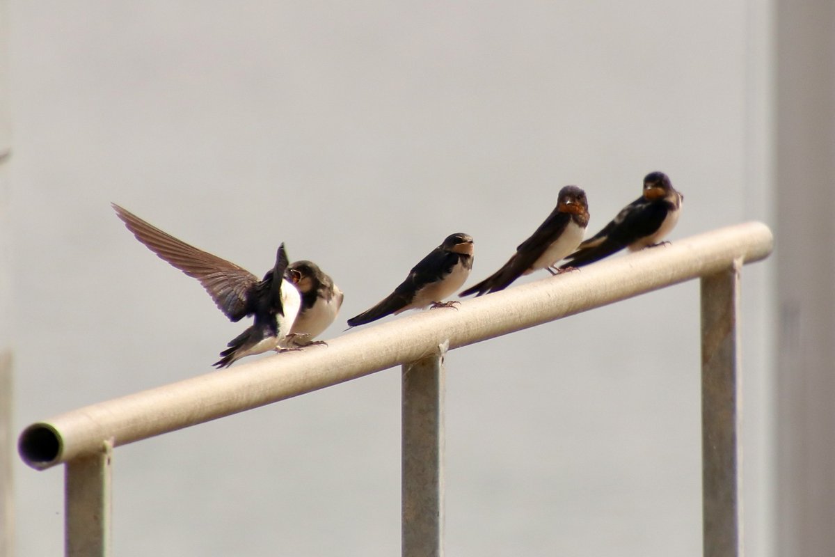 victorthevole's tweet photo. Her indoors had such a great time in Woodbridge yesterday watching these swallows. It will be sad when they have gone 😔
#Loveukweather #wildlifefrommywindow #wildlifephotography #Springwatch2020 https://t.co/HQwNYn2BqR