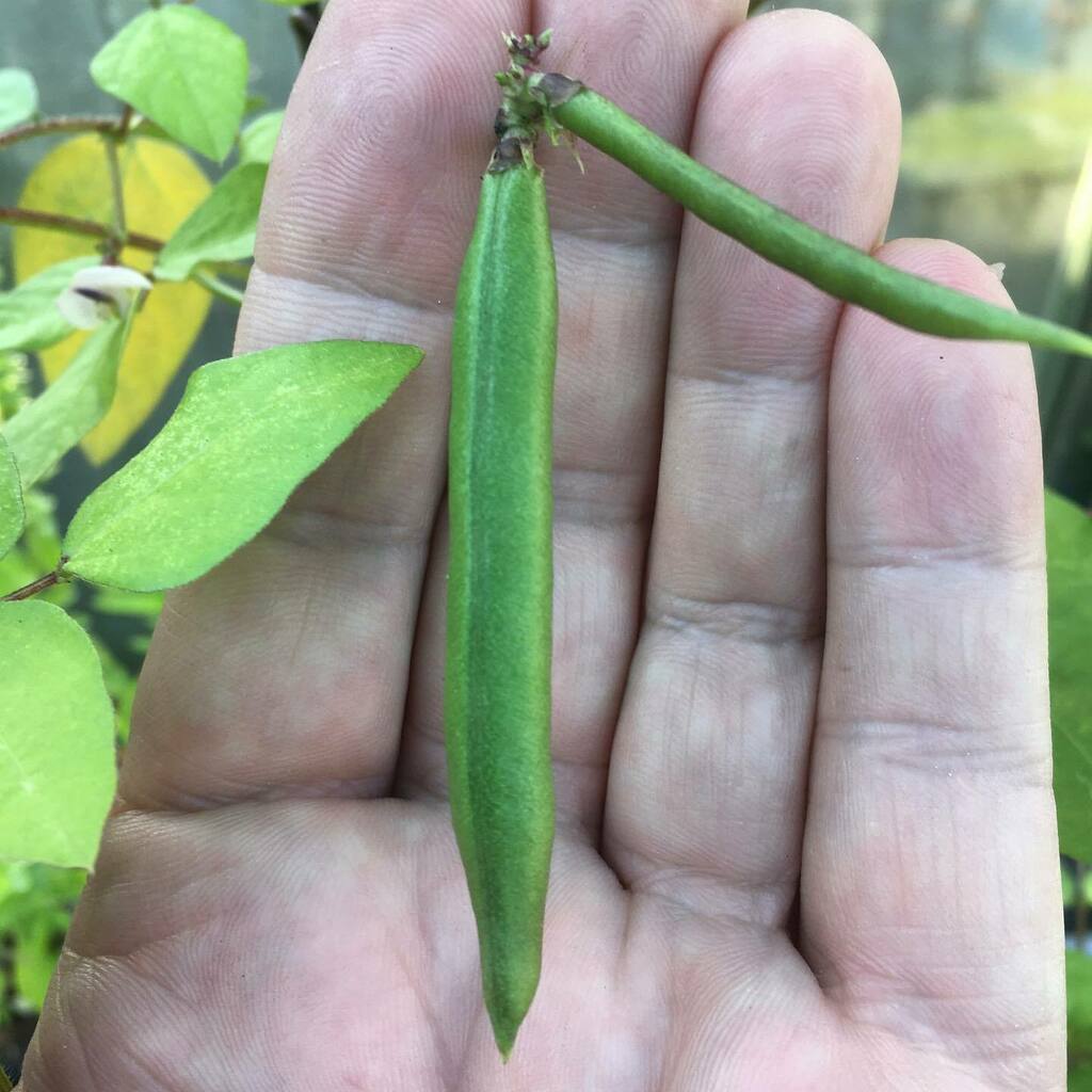 Rhizowen's tweet photo. My kind of podcast: amberique bean progressing well. #strophostyles #strophostyleshelvola #amberiquebean #fabaceae #legumesofinstagram #beans #beanpods #edimentals #easternagriculturalcomplex #woollybean #floraofnorthamerica #wildfoods https://t.co/MWFKTSYOmx https://t.co/nDdsV6VtKt