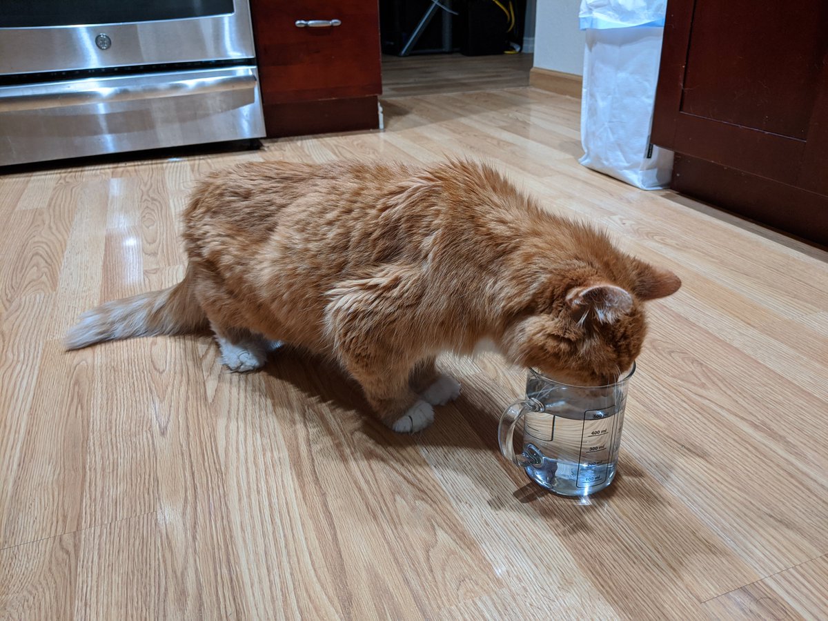 It's a little late for Caturday, but here's an action shot of him downing 100mL in a single sitting from a 500mL non-borosilicate beaker with a handle that's labeled with crazy-ass units for American household use.I would think whisker fatigue is a problem, but apparently not?