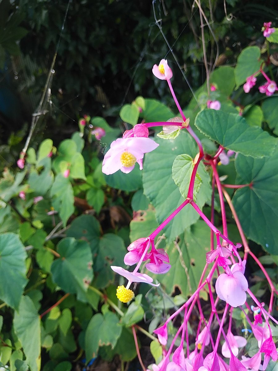 木曽 永介 庭の片隅に毎年咲く秋海棠 シュウカイドウ 実は今日までこの花の名前を知らなかった 今朝のnhk2チャンネルで教えてもらった 花言葉が 片思い そうか それでいつも見詰められているような気がしていたんだ 御免よ 君の思いに気付かなく