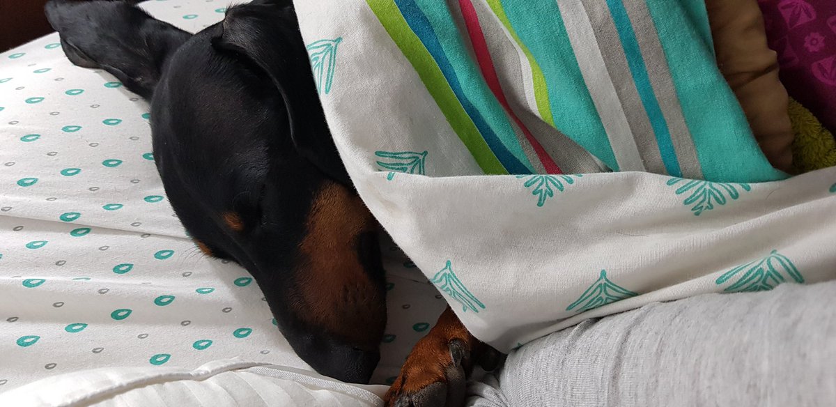angelorum2013's tweet photo. Por lo menos tiene la descendencia de dormir a un lado y no cagarme con la almohada #perrodormilon https://t.co/yuMUPSlVsI