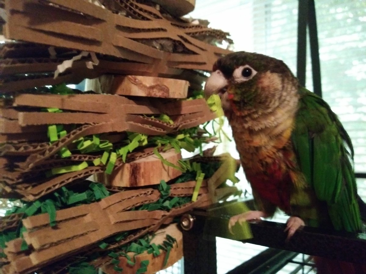 The Super Shredder! We love to see photos of parrotJOY in action!