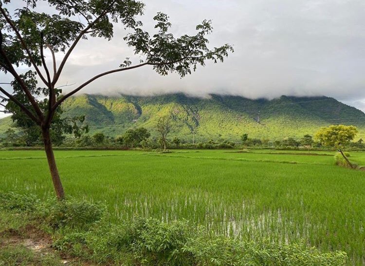 Amar_BhPatna's tweet photo. Enroute to Kalampur...
This route has some of the most amazing views to offer, from a number of C, V, S bends to beautiful farm lands and high mountains of Karlapat WLS.
Drive through rainy season has it’s own charm...
P.C. Swastik Kumar Dash

#kalampur
#kalahandi https://t.co/gXNTAMaVny