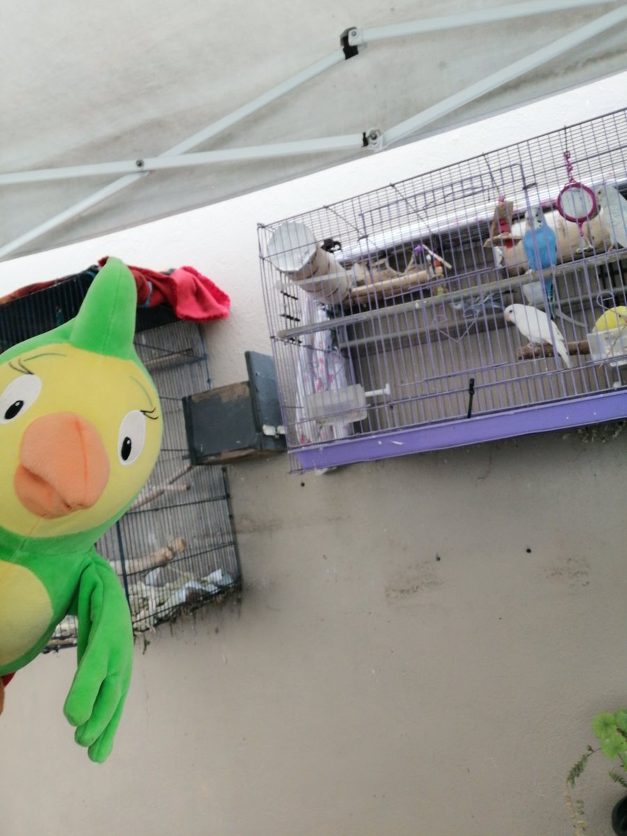 Polly was recording a video for my class <a href="/CambridgeUP/">Cambridge University Press</a>