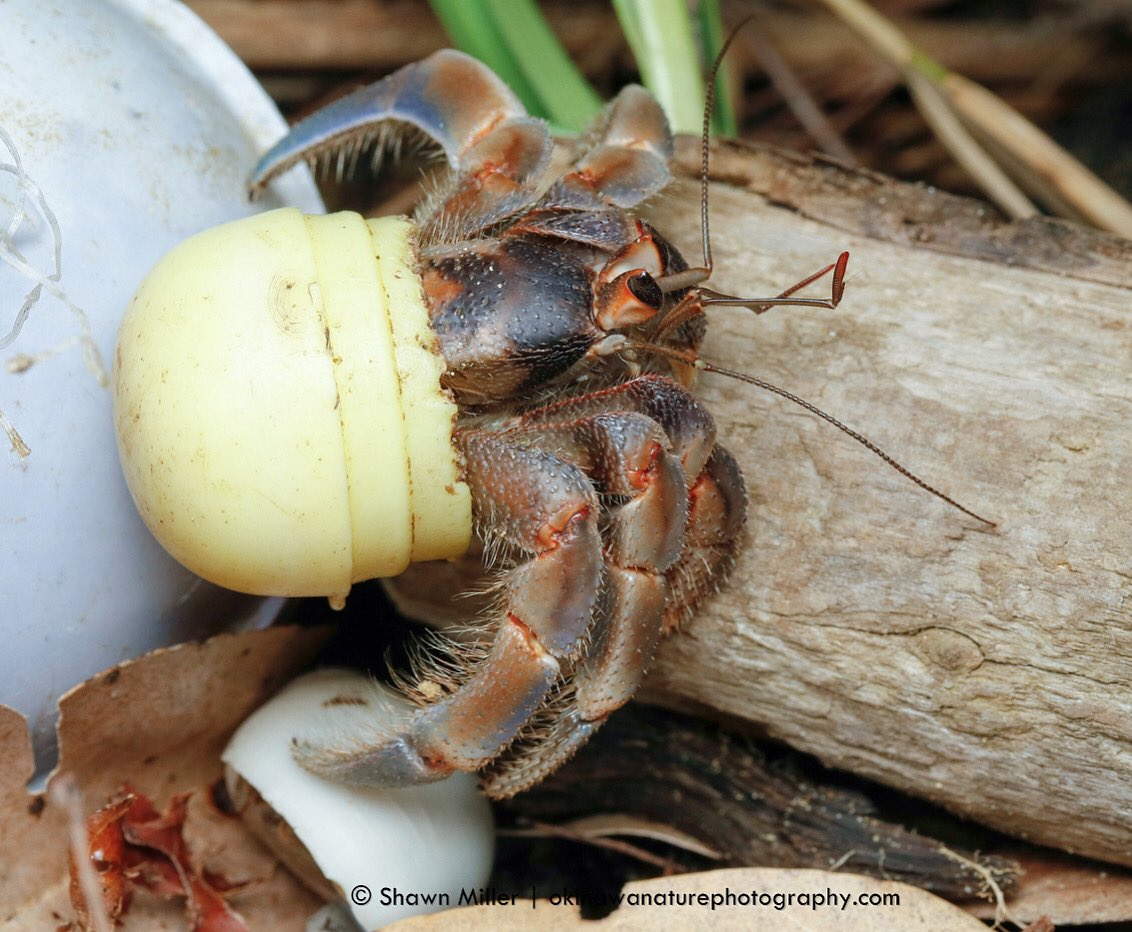 Switch4Nature's tweet photo. Meet mellow yellow.
A Juvenile land hermit crab (Coenobita rugosus )
Using a plastic cap as a protective home.
Location: Northern, Okinawa
— Found naturally adapting with our waste.
“Crabs with beach trash homes" #millercrabproject #mts4n #lmlightlife #canonusa #okinawa https://t.co/uWTnx9P9Ct