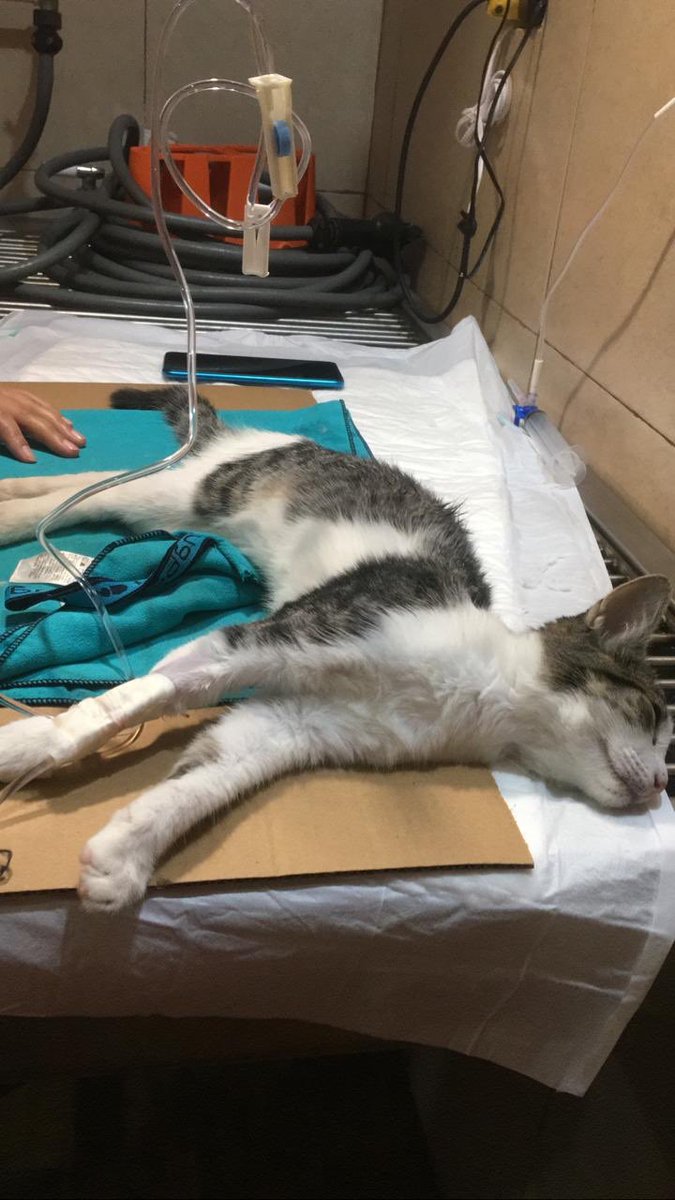 vanncrz5's tweet photo. Me ayudarían mucho con un RT y si están interesadxs pueden mandarme msj a mi número 9997384706, todo es para mi gatita que necesita una operación costosa🥺❤️ https://t.co/APSh6XFj3U
