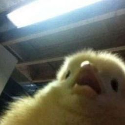Yo, viendo por qué es tendencia Chris Evans y que me encuentro con su pack