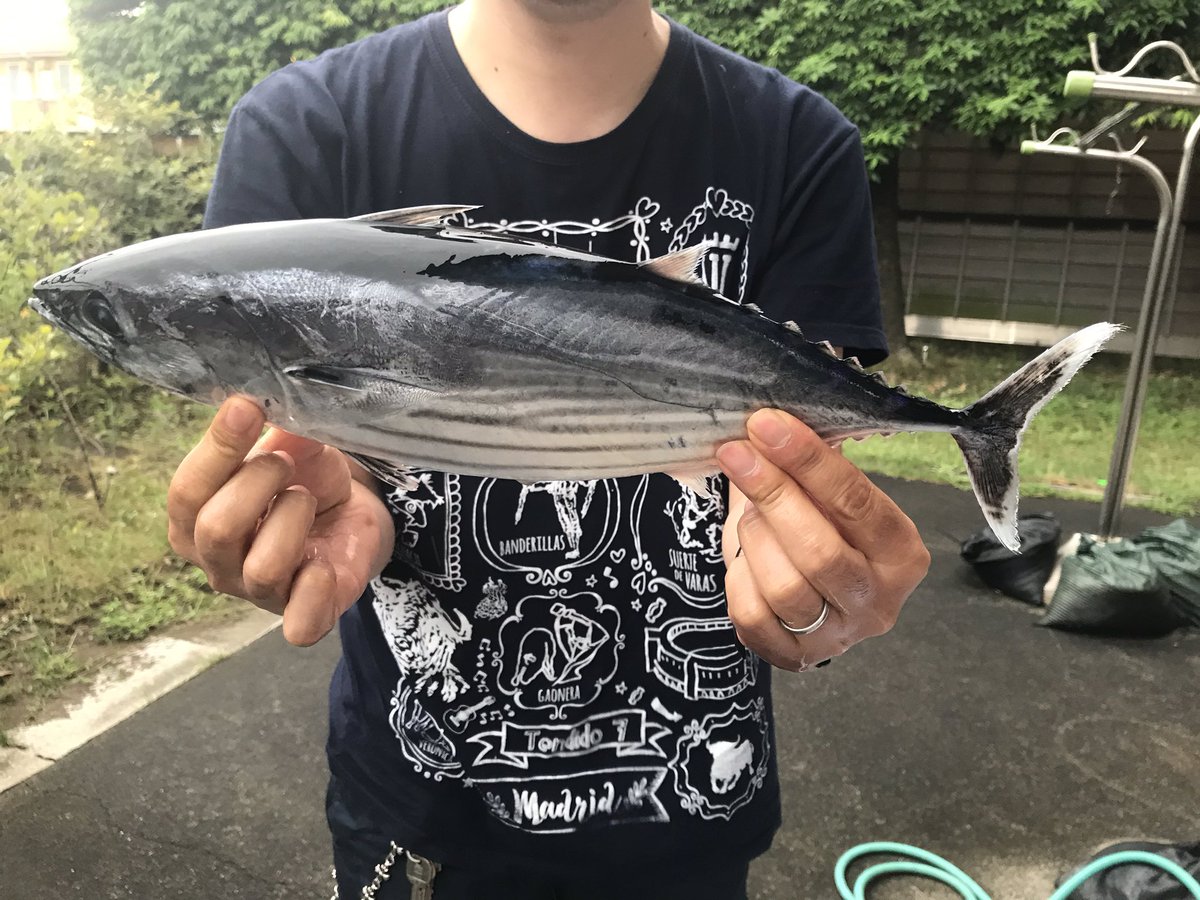 コトブキ こんにちは 昨日は雨 の中 茅ヶ崎からの船でカツオ一匹 Getしました 昨夜はお刺身 昼はお頭入りのあら汁です だしが出ていて美味い 沖右エ門丸 神奈川県茅ヶ崎 コトブキ こんにちは 昨日は雨 の中 茅ヶ崎からの船でカツオ一匹 Getしました 昨夜はお刺身 昼はお頭入りのあら汁です だしが出ていて美味い 沖右エ門丸 神奈川県茅ヶ崎