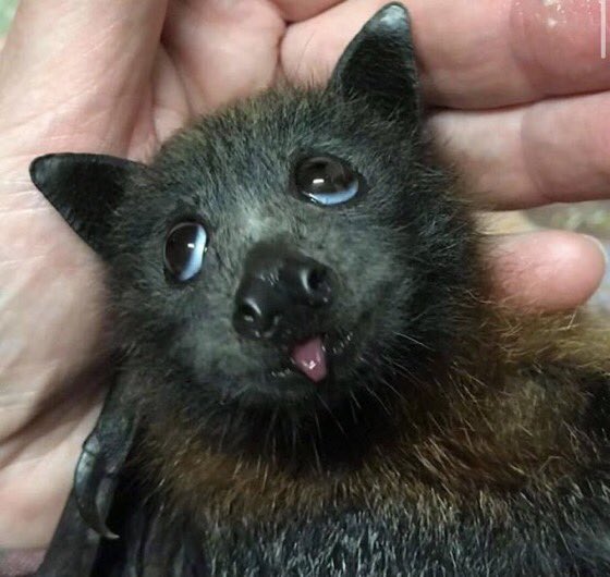 happy halloween! it’s frickin’ bats! (a thread)