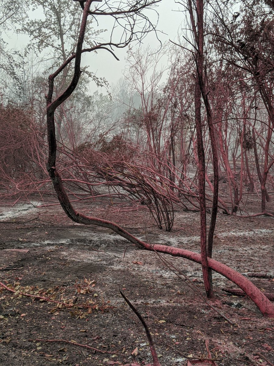 jubugme's tweet photo. Surveying the damage behind my sister's house. A little too close for comfort! 😬 And our house is just around the corner. Thankfully our homes are still intact!! ♥️ #TableOverpassFire #OregonFires https://t.co/TQ3Z7wR7gw